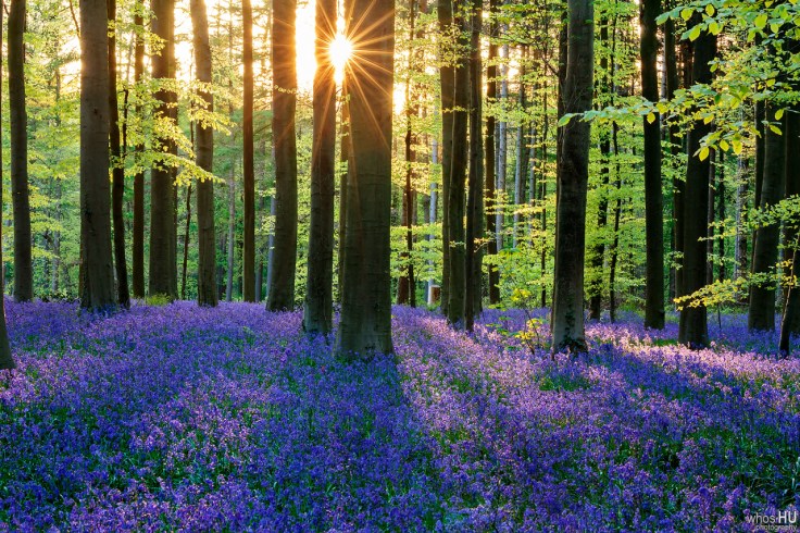 Bluebell_Forest