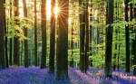 Bluebell_Forest_CROP