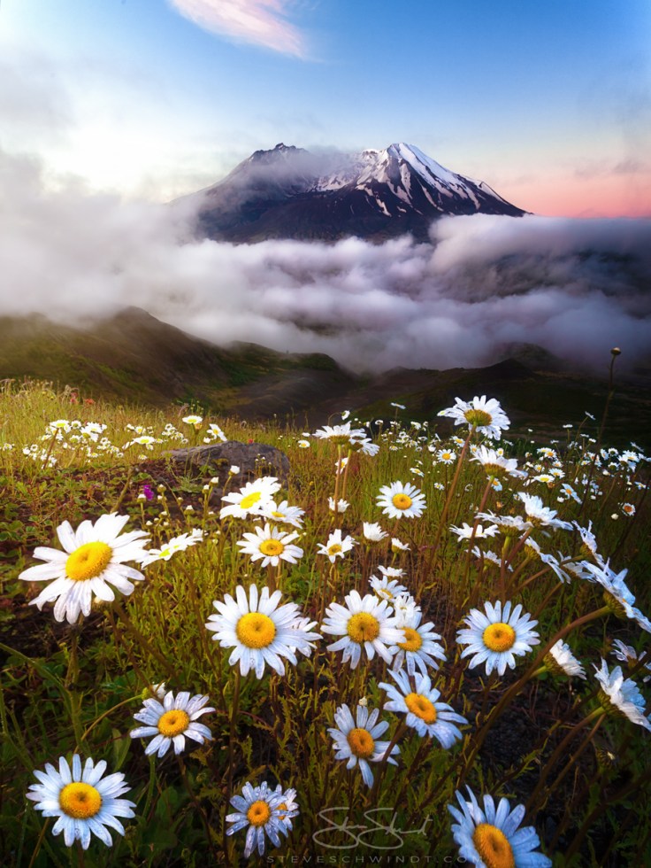 Daisies of Mount St. Helens by Steve Schwindt