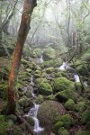Moss Forest of Yakushima Island, Japan