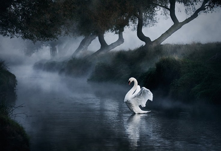 Angel by Alex Saberi