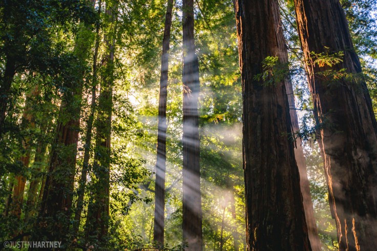 'Morning Rays" by Justin Hartney